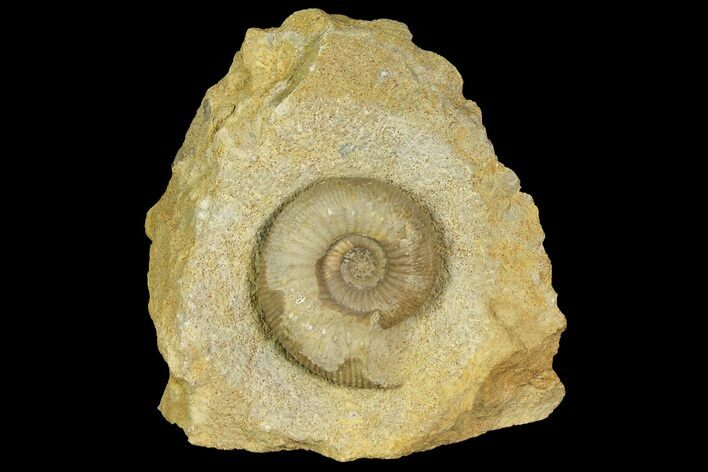 Jurassic Ammonite (Stephanoceras) Fossil - England #171244